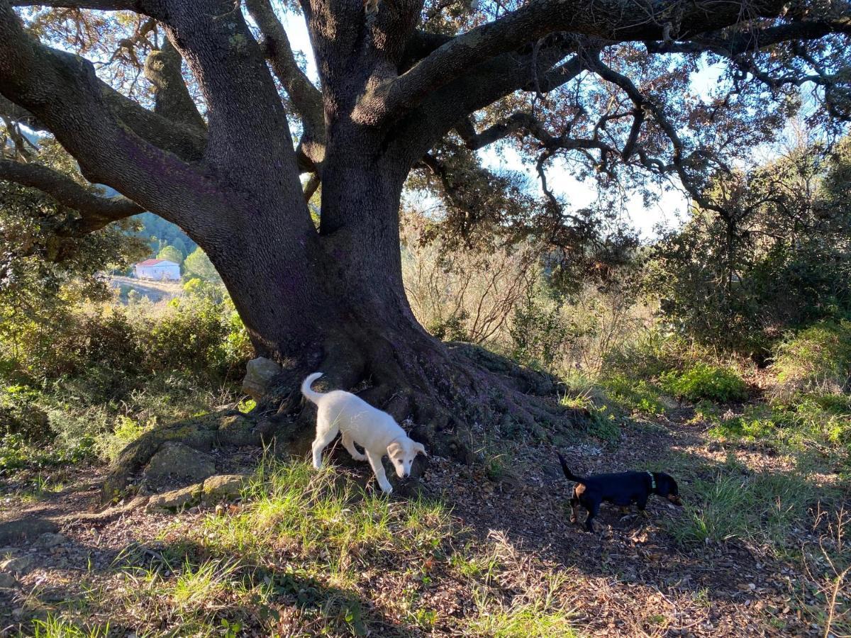 CAL PUIG, ENOTURISMO RURAL entre Viñas y Bosques Villa Juncosa Exterior foto