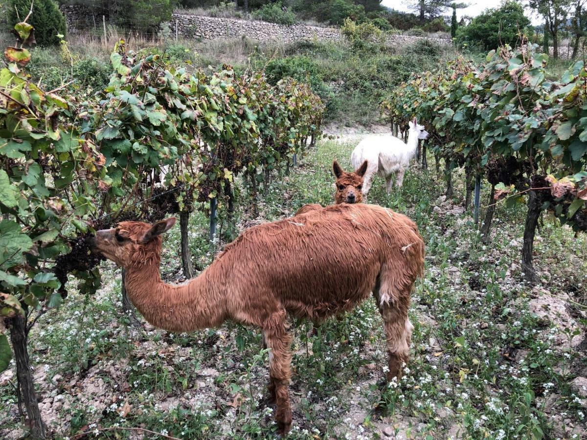 CAL PUIG, ENOTURISMO RURAL entre Viñas y Bosques Villa Juncosa Exterior foto