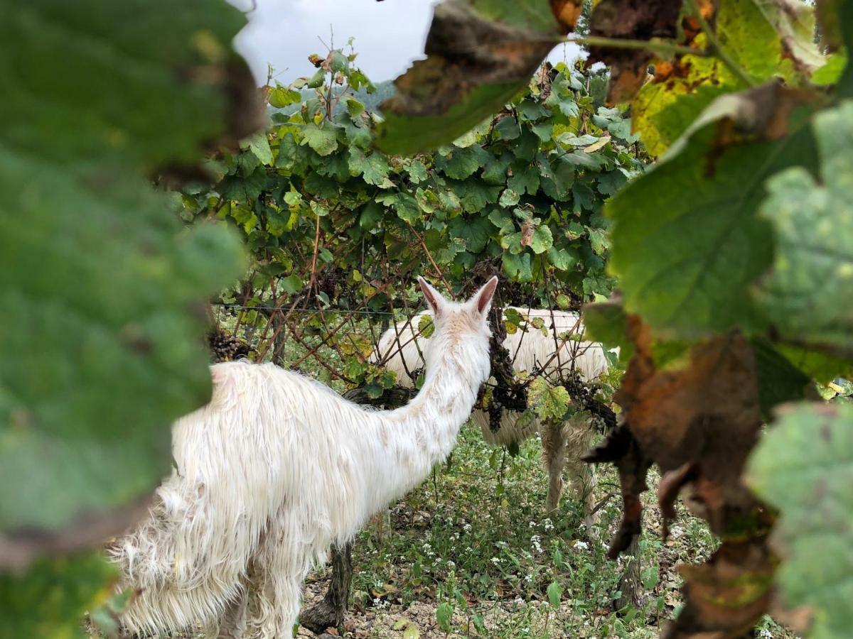 CAL PUIG, ENOTURISMO RURAL entre Viñas y Bosques Villa Juncosa Exterior foto